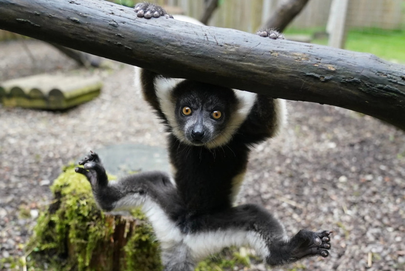 Baby Black-and-white Ruffed Lemur (Varecia variegata), Blair Drummond Safari and Adventure Park, near Stirling, Scotland, UK